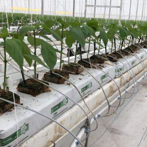 Growbag