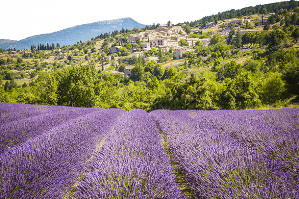 LAVENDULA