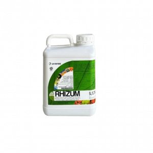 Rhizum
