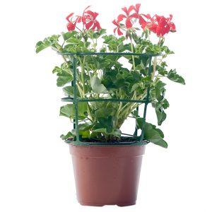 Sopafix Pots Ronds