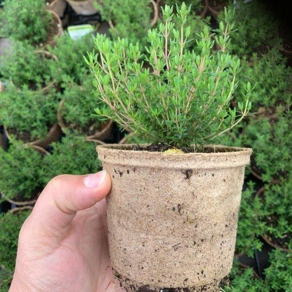 Jiffypot (UAB) – Image 3