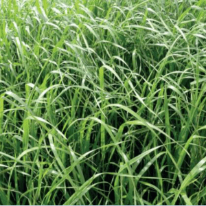 Gazon ray-grass italien